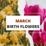 march birth flower